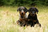 BEAUCERON - PUPPIES 296